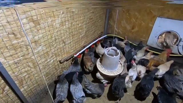 #курынесушки #куры #куроводство смотреть онлайн