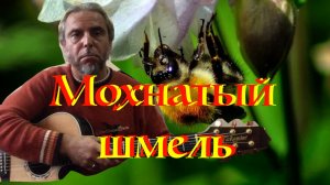 Мохнатый Шмель-guitar Cover