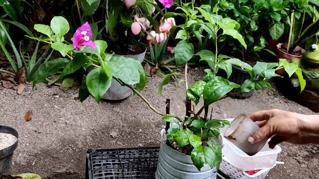 Eche esto a la planta miren lo que resulto floracion rapida de bugambilia #jardinfeliz #bugambilia смотреть онлайн