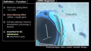 Drosophila Melanogaster  - microRNAs