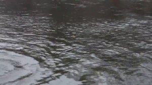 Рыбалка на реке Манома 2011г