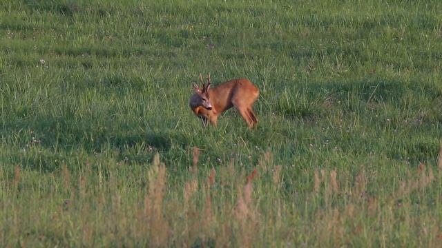 Косуля крупным планом. Европейская косуля (Capreolus Capreolus), самец.