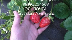 КАПРИ ремонтантный сорт клубники