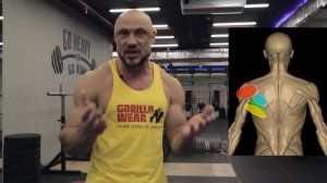 ЗАДНЯЯ  ДЕЛЬТА , ВСЁ О ТРЕНИРОВКЕ ЗАДНЕЙ ДЕЛЬТЫ