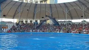 Дельфины прыгают в кольцо.