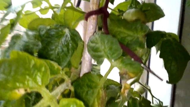 Томат "Абрикос" смотреть онлайн