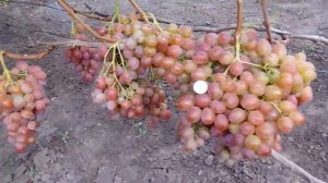 ВИНОГРАД  РУБИНОВЫЙ  ЮБИЛЕЙ.