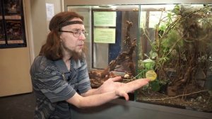 Палочники: аннамский и новогвинейский шипастый