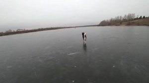 Зимняя рыбалка с волком! Аляскинский маламут пугает рыбаков =) Жерлицы на два часа.