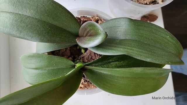 ОРХИДЕИ ЦВЕТУТ. Корни орхидеи растут. Удобрения из Fix-price. ORCHIDS Phal смотреть онлайн