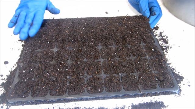 Ранняя КАПУСТА ? Посев и первые всходы . смотреть онлайн