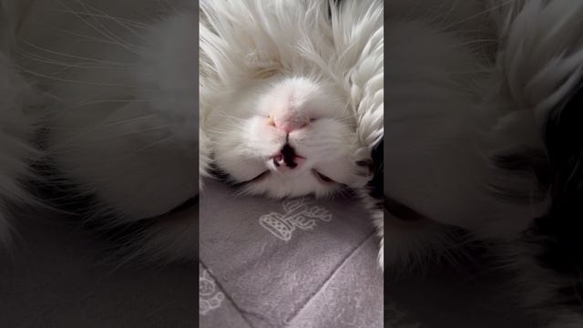 The little things I love about my cats. смотреть онлайн