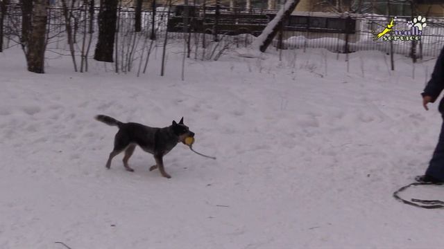 Бытовое послушание 9 , выдержка при апортировке смотреть онлайн