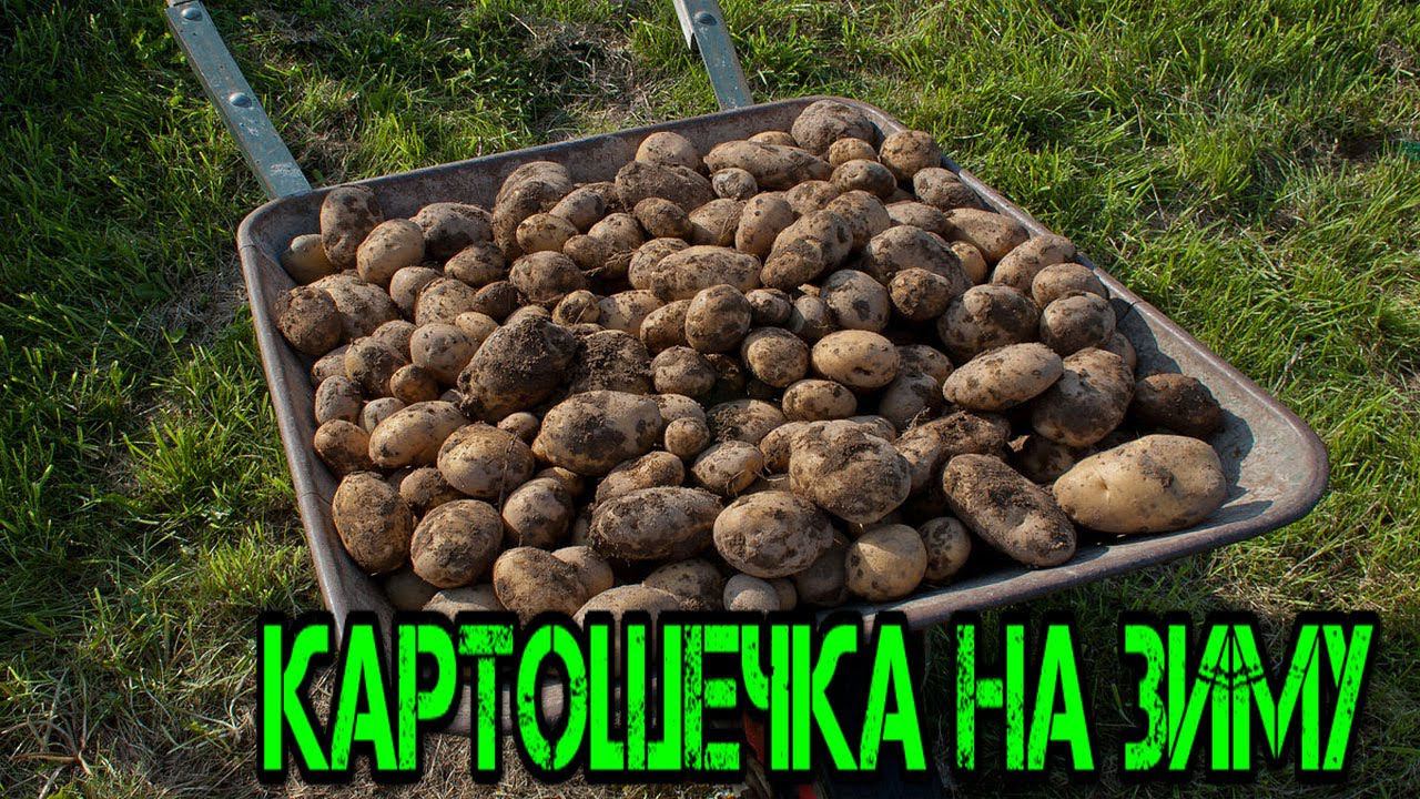 Когда можно выкапывать картошку на зиму
