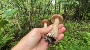 В ФИНЛЯНДИИ ?? СОБРАЛ ГРИБОВ