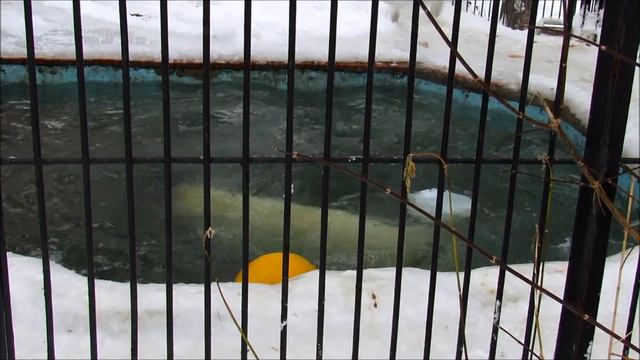 Белый медведь Ростик развлекается с шиной. 27.11.18 г. смотреть онлайн