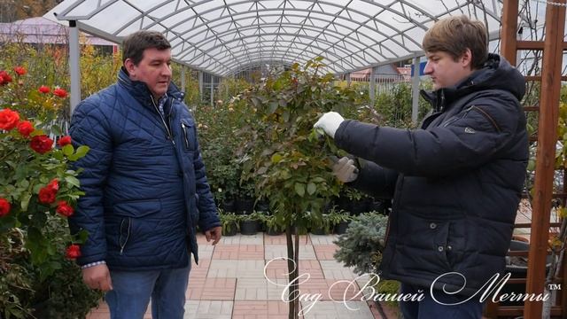 Укрытие штамбовых роз на зиму. Часть1. Обрезка и подготовка