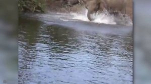 Эти Животные ЗВАЛИ на ПОМОЩЬ! Попробуй НЕ ЗАПЛАКАТЬ и Спасение животных!