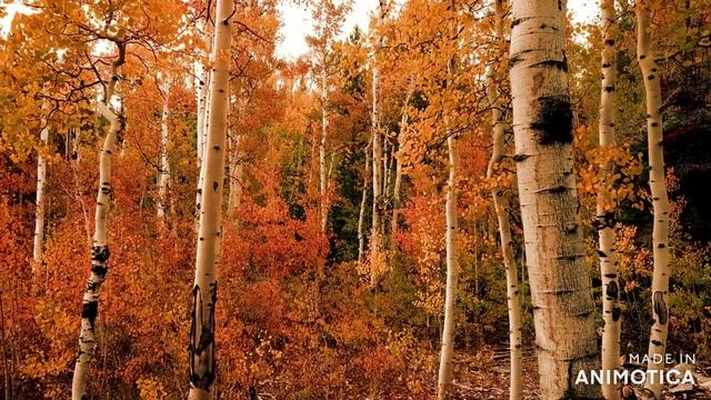Золотая Осень.Октябрь.По утрам прохлада становится сильней,и немного жаль , ушедших летних дней!!!