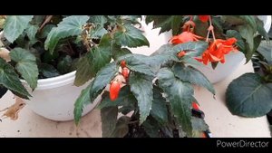 БЕГОНИЯ в марте, черенкование