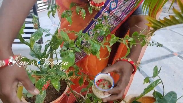 Pagadala Tulasi seeds collection.