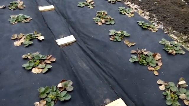 Дуги для накрывания грядок клубники. смотреть онлайн