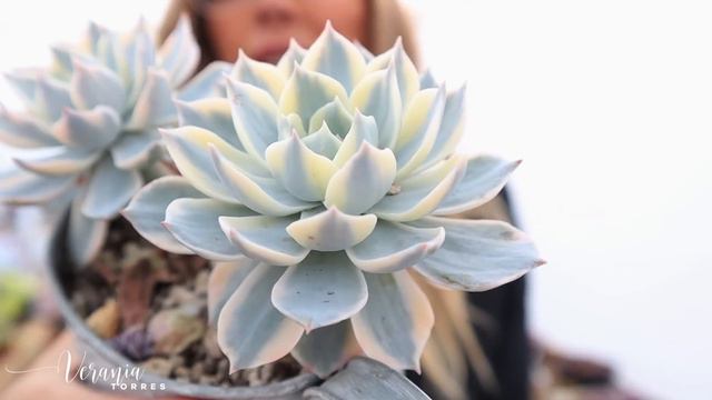 ¿Qué es la variegación (variegata) en las suculentas? Y mi colección de ellas смотреть онлайн