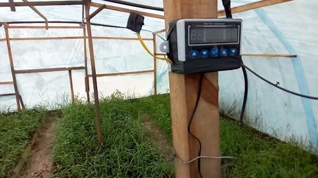 Размножение голубики. Первые корешки. Простая автоматика
