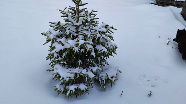 Догляд за хвойними рослинами взимку