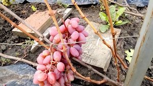 Виноград Потомок  Ризамата