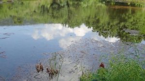 Down the Bartram, playing with dragonflies: Hamburg PA