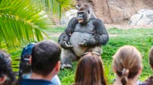 Горилла Коко обезьяна-вундеркинд, которая знала 2000 слов и имела IQ 95 баллов