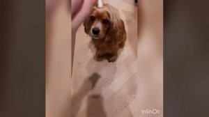 Как научить собаку командам: дай лапу и стойка?||Julia Pets||