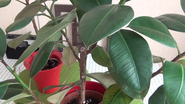 Фикус в моем доме. Обрезала фикус, но что-то пошло не так. смотреть онлайн