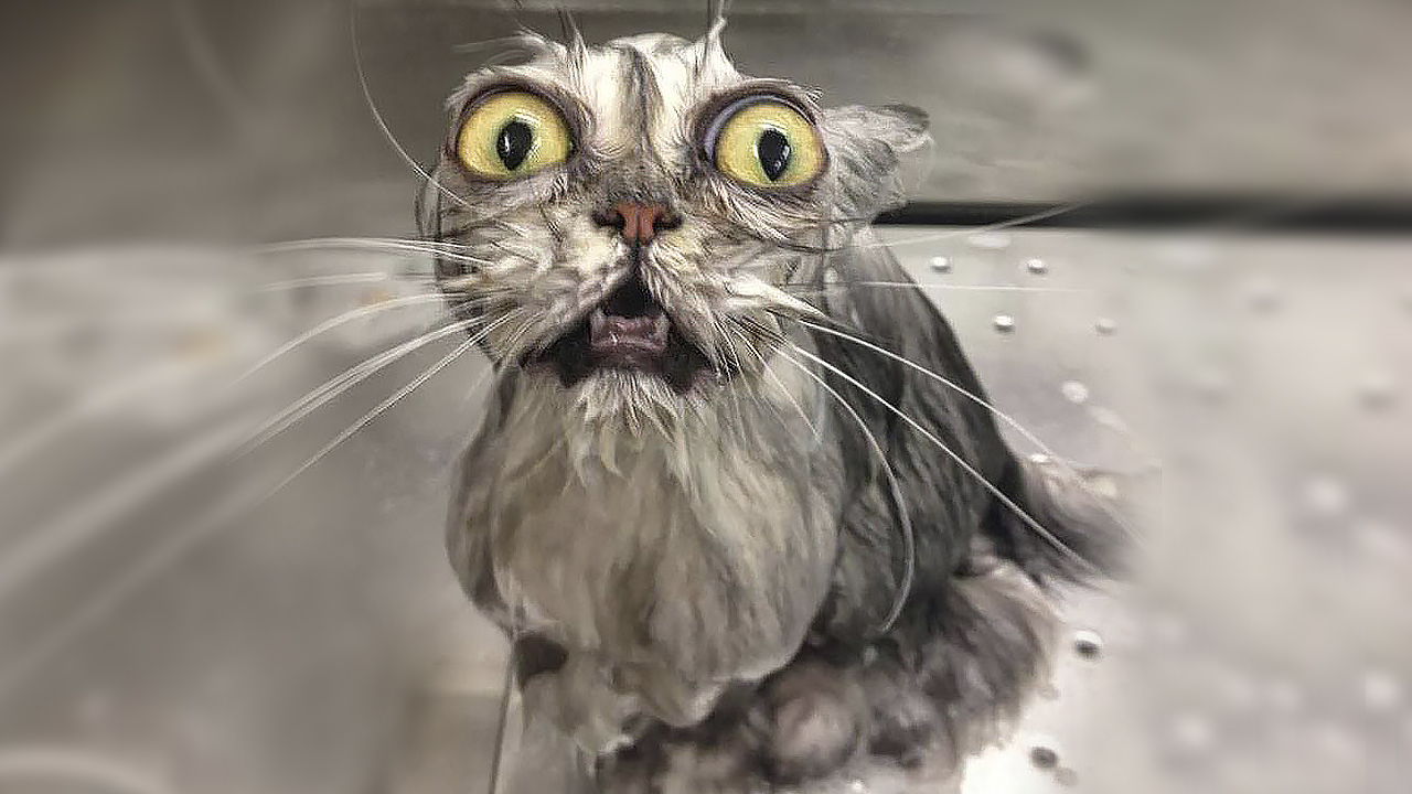 Мокрый злой кот. Мокрый кот Мем. Промокший кот.