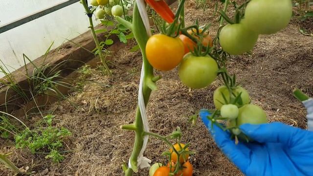 Помидоры сорта "Яблонька России" смотреть онлайн