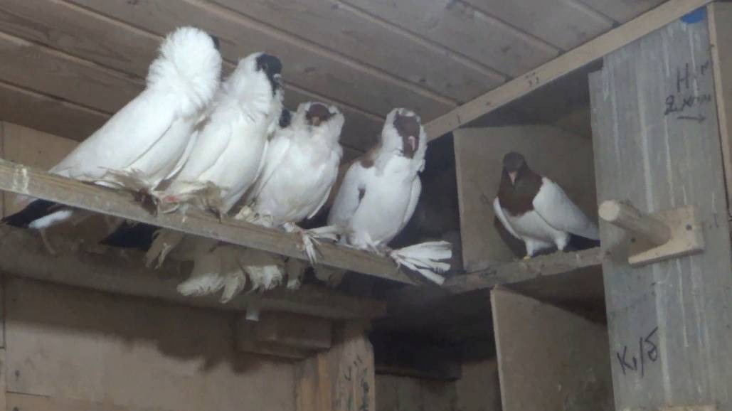 КОЛЛЕКЦИЯ ДЕКОРАТИВНЫХ ГОЛУБЕЙ ВУСАЛА ГУСЕЙНОВА г. Уфа. смотреть онлайн