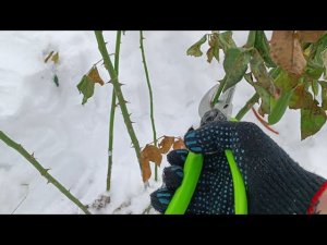 Подготовка кустовых роз на зиму: обрезка и укрытие. Цветоводство. Дачная жизнь.
