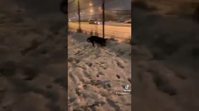 Первый снег. Видео-привет от Кане корсо Шанс из Форцабелло