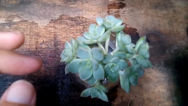 #gardening50 : Tips Terapi Air Sukulen Echeveria ‘Alba Beauty' | Panen Sayur & Cabe Di Sawah смотреть онлайн