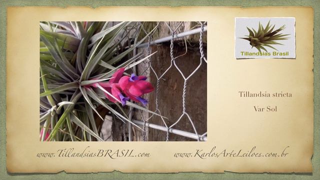 Beleza pura! Tillandsia Stricta Sol смотреть онлайн