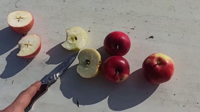 Обзор и дегустация яблок. ( Брянское, Антоновка, Штрейфлинг, и. т. д.) смотреть онлайн
