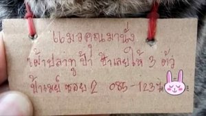 Домашний кот пропал, но вернулся через 3 дня с запиской о денежном долге