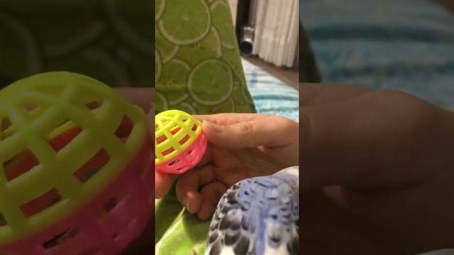 Волнистый попугай говорит. Первое слово «Птичка». Попугайчик Боня начала разноваривать🐣 смотреть онлайн