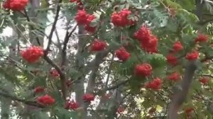 Тонкая рябина