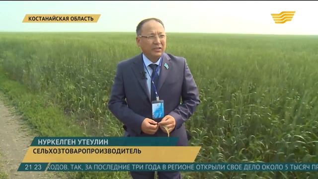 В Костанайской области аграрии обеспокоены болезнью зерновых культур
