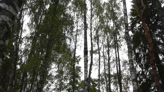 Где найти березовую чагу. Мои наработки смотреть онлайн