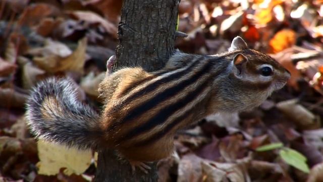 Приход Приморской осени смотреть онлайн