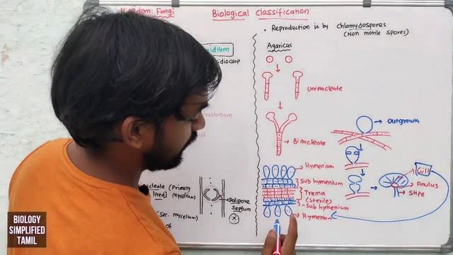 Biological Classification | Part 13 | Kingdome : Fungi | Basidiomycetes , Deuteromyctes смотреть онлайн