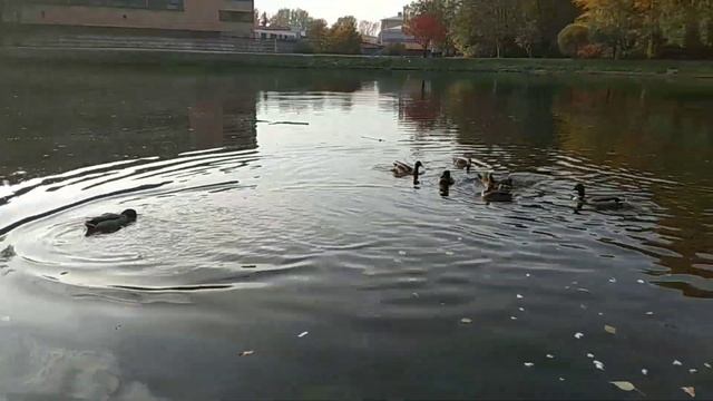 кормлю уток в парке влог смотреть онлайн